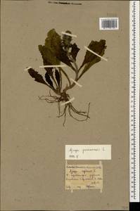 Ajuga genevensis L., Caucasus, Armenia (K5) (Armenia)