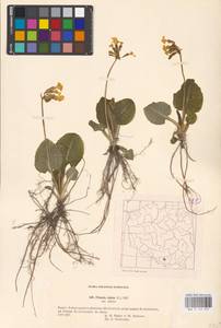 Primula elatior (L.) L., Western Europe (EUR) (Poland)