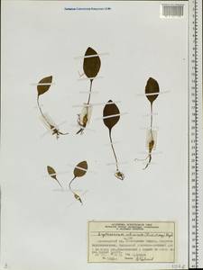 Erythronium sibiricum (Fisch. & C.A.Mey.) Krylov, Siberia, Central Siberia (S3) (Russia)