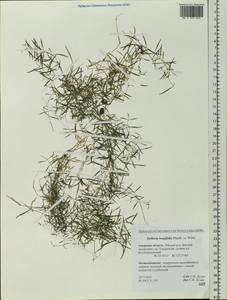 Stellaria longifolia (Regel) Muhl. ex Willd., Siberia, Russian Far East (S6) (Russia)