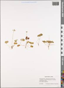Coptis trifolia (L.) Salisb., Siberia, Russian Far East (S6) (Russia)