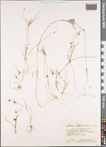Juncus bufonius L., America (AMER) (United States)