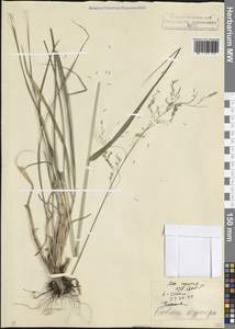 Festuca drymeja Mert. & W.D.J.Koch, Caucasus, North Ossetia, Ingushetia & Chechnya (K1c) (Russia)