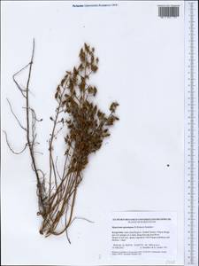Hypericum elongatum subsp. apiculatum N.K.B. Robson, Middle Asia, Western Tian Shan & Karatau (M3) (Kyrgyzstan)