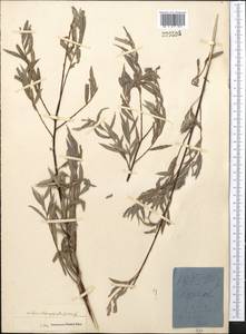 Salix capusii Franch., Middle Asia, Middle Asia (no precise locality) (M0) (Not classified)