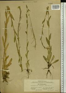 Turritis glabra L., Eastern Europe, Central forest-and-steppe region (E6) (Russia)