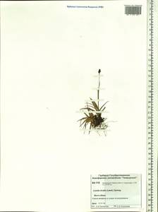 Luzula nivalis (Laest.) Spreng., Siberia, Central Siberia (S3) (Russia)