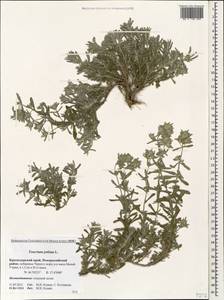 Teucrium polium L., Caucasus, Black Sea Shore (from Novorossiysk to Adler) (K3) (Russia)