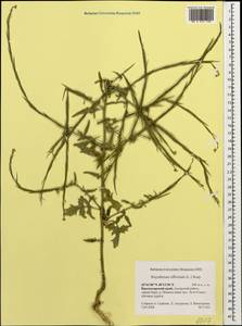 Sisymbrium officinale (L.) Scop., Caucasus, Krasnodar Krai & Adygea (K1a) (Russia)