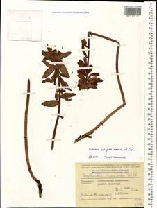 Euphorbia scripta Sommier & Levier, Caucasus, Stavropol Krai, Karachay-Cherkessia & Kabardino-Balkaria (K1b) (Russia)