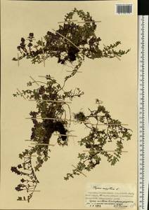 Thymus serpyllum L., Eastern Europe, Northern region (E1) (Russia)