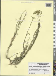 Haplophyllum villosum (M. Bieb.) G. Don, Caucasus, Dagestan (K2) (Russia)