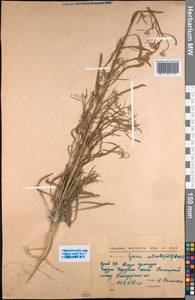 Erysimum siliculosum (M.Bieb.) DC., Middle Asia, Northern & Central Kazakhstan (M10) (Kazakhstan)