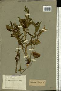 Psephellus sibiricus (L.) Wagenitz, Eastern Europe, Eastern region (E10) (Russia)