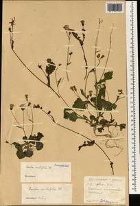 Emilia sonchifolia (L.) DC. ex Wight, South Asia, South Asia (Asia outside ex-Soviet states and Mongolia) (ASIA) (China)