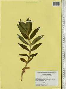 Gentiana cruciata, Eastern Europe, Central forest-and-steppe region (E6) (Russia)