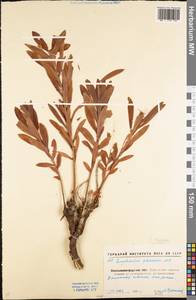 Euphorbia stepposa Zoz ex Prokh., Eastern Europe, North Ukrainian region (E11) (Ukraine)