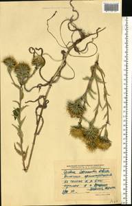Carlina biebersteinii subsp. brevibracteata (Andrae) K. Werner, Eastern Europe, Moscow region (E4a) (Russia)
