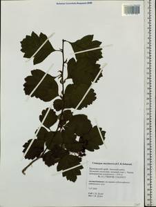 Crataegus maximowiczii C. K. Schneid., Siberia, Russian Far East (S6) (Russia)