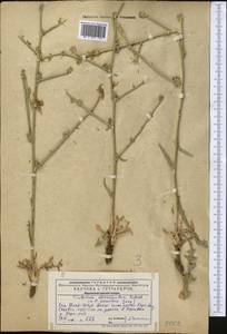 Cichorium pumilum Jacq., Middle Asia, Western Tian Shan & Karatau (M3) (Kazakhstan)
