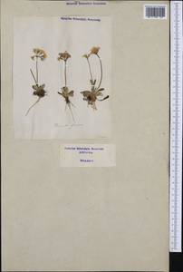 Primula farinosa L., Western Europe (EUR) (Italy)