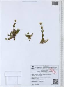 Silene sachalinensis F. Schmidt, Siberia, Russian Far East (S6) (Russia)