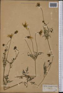Bidens grandiflora Balb., America (AMER) (Not classified)