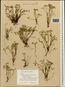 Sedum gracile C. A. Mey., Caucasus, North Ossetia, Ingushetia & Chechnya (K1c) (Russia)