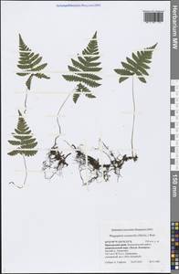 Phegopteris connectilis (Michx.) Watt, Siberia, Russian Far East (S6) (Russia)