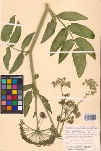 Sium latifolium L., Eastern Europe, Lower Volga region (E9) (Russia)