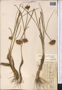 Allium inderiense Fisch. ex Bunge, Middle Asia, Muyunkumy, Balkhash & Betpak-Dala (M9) (Kazakhstan)