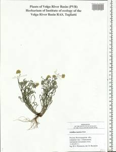 Achillea leptophylla M. Bieb., Eastern Europe, Lower Volga region (E9) (Russia)