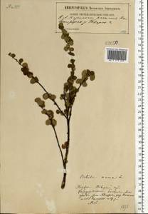 Betula nana L., Eastern Europe, North-Western region (E2) (Russia)