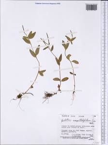 Epilobium anagallidifolium Lam., America (AMER) (Canada)