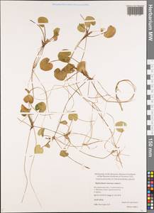 Hydrocharis morsus-ranae L., Eastern Europe, Central forest region (E5) (Russia)