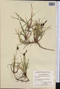 Carex membranacea Hook., America (AMER) (Canada)