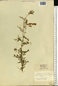 Vicia cracca L., Eastern Europe, Moscow region (E4a) (Russia)