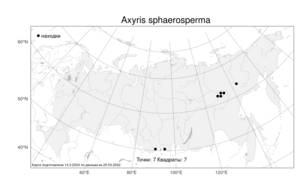 Axyris sphaerosperma Fisch. & C. A. Mey., Atlas of the Russian Flora (FLORUS) (Russia)