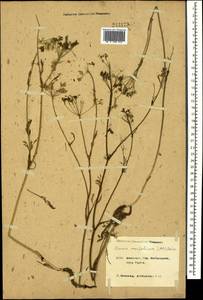 Carum meifolium (M. Bieb.) Boiss., Caucasus, Krasnodar Krai & Adygea (K1a) (Russia)
