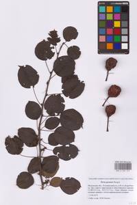 Pyrus communis L., Eastern Europe, Moscow region (E4a) (Russia)