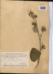 Arctium tomentosum Mill., Middle Asia, Muyunkumy, Balkhash & Betpak-Dala (M9) (Kazakhstan)