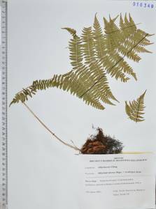 Athyrium sinense Rupr., Siberia, Russian Far East (S6) (Russia)