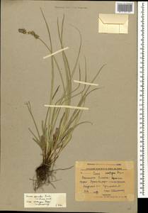 Carex spicata subsp. spicata, Caucasus, North Ossetia, Ingushetia & Chechnya (K1c) (Russia)