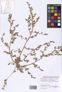 Petrosimonia litwinowii Korsh., Eastern Europe, Eastern region (E10) (Russia)