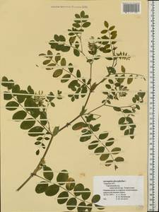 Astragalus glycyphyllos L., Eastern Europe, North-Western region (E2) (Russia)