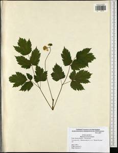 Actaea spicata L., Eastern Europe, Central region (E4) (Russia)