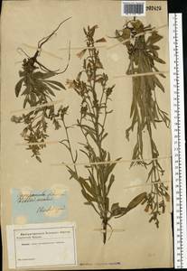 Campanula sibirica L., Eastern Europe, South Ukrainian region (E12) (Ukraine)