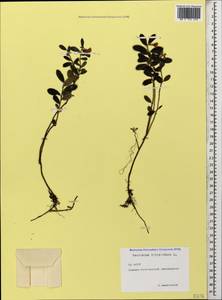 Vaccinium vitis-idaea L., Caucasus, North Ossetia, Ingushetia & Chechnya (K1c) (Russia)
