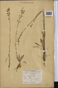 Silene multiflora (Ehrh.) Pers., Middle Asia, Northern & Central Kazakhstan (M10) (Kazakhstan)