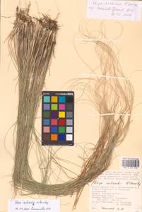 Stipa zalesskyi Wilensky ex Grossh., Eastern Europe, Lower Volga region (E9) (Russia)